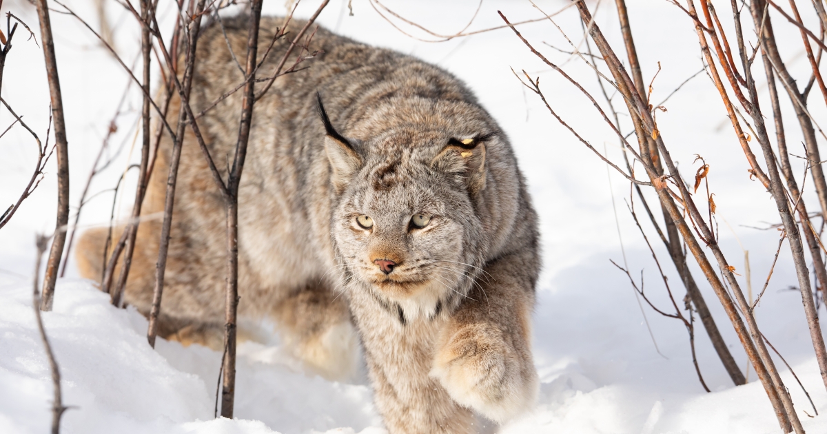 Feds Recommend Removing Canada Lynx From Endangered Species List