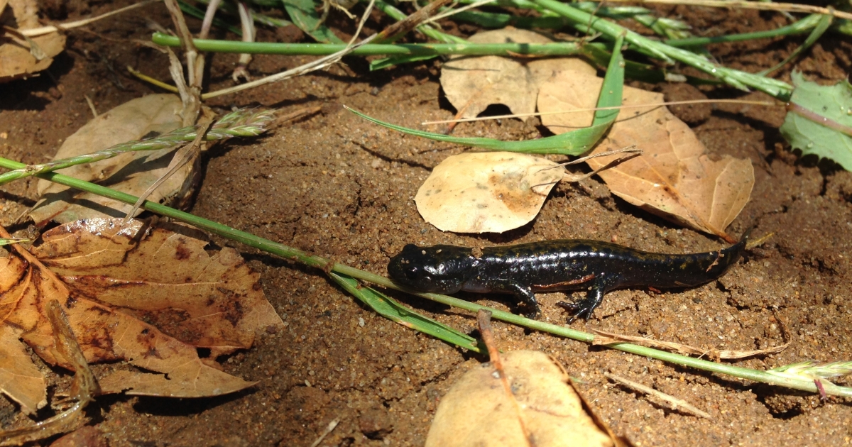 Santa Cruz Long toed Salamander Ambystoma macrodactylum croceum