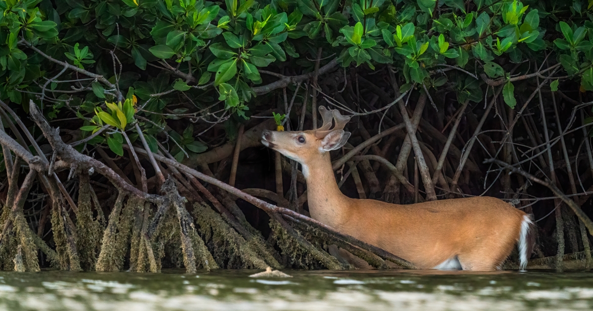 america's best brown deer road