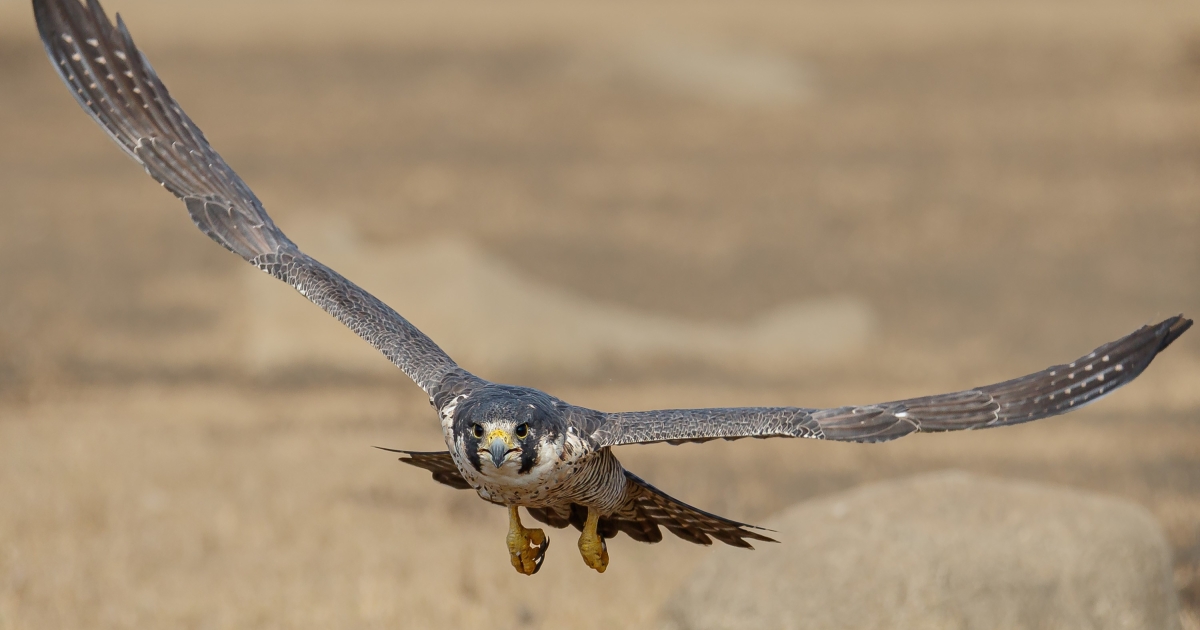 Peregrine Falcon: Species & Overview | SchoolWorkHelper