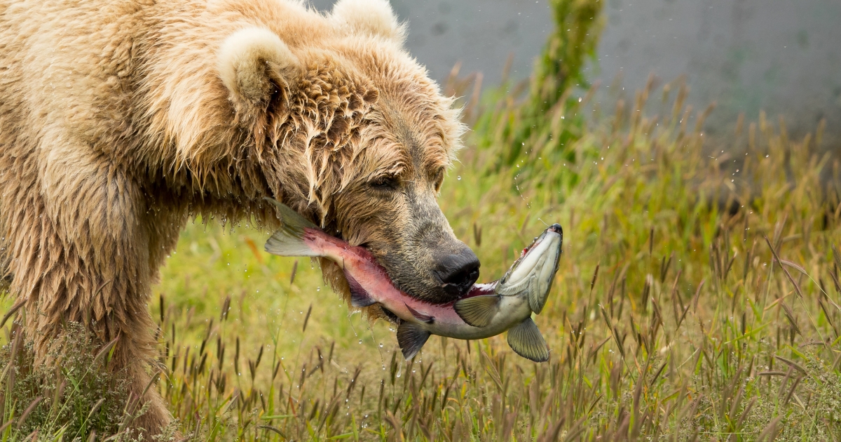 grizzly bear diet