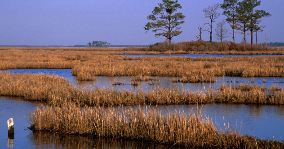 Blackwater National Wildlife Refuge | U.S. Fish & Wildlife Service