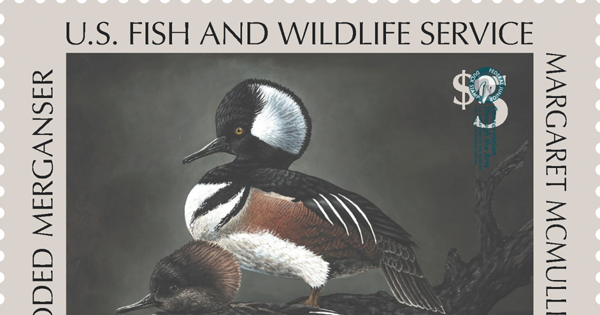 Top 5 Reasons YOU should buy a Duck Stamp U.S. Fish Wildlife