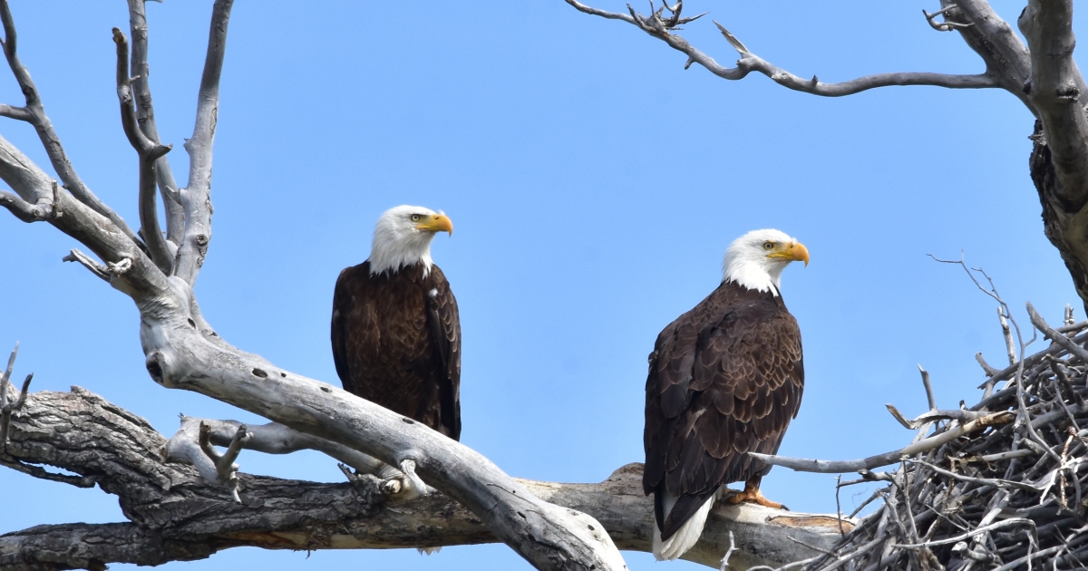 Eagles Across America  U.S. Fish & Wildlife Service