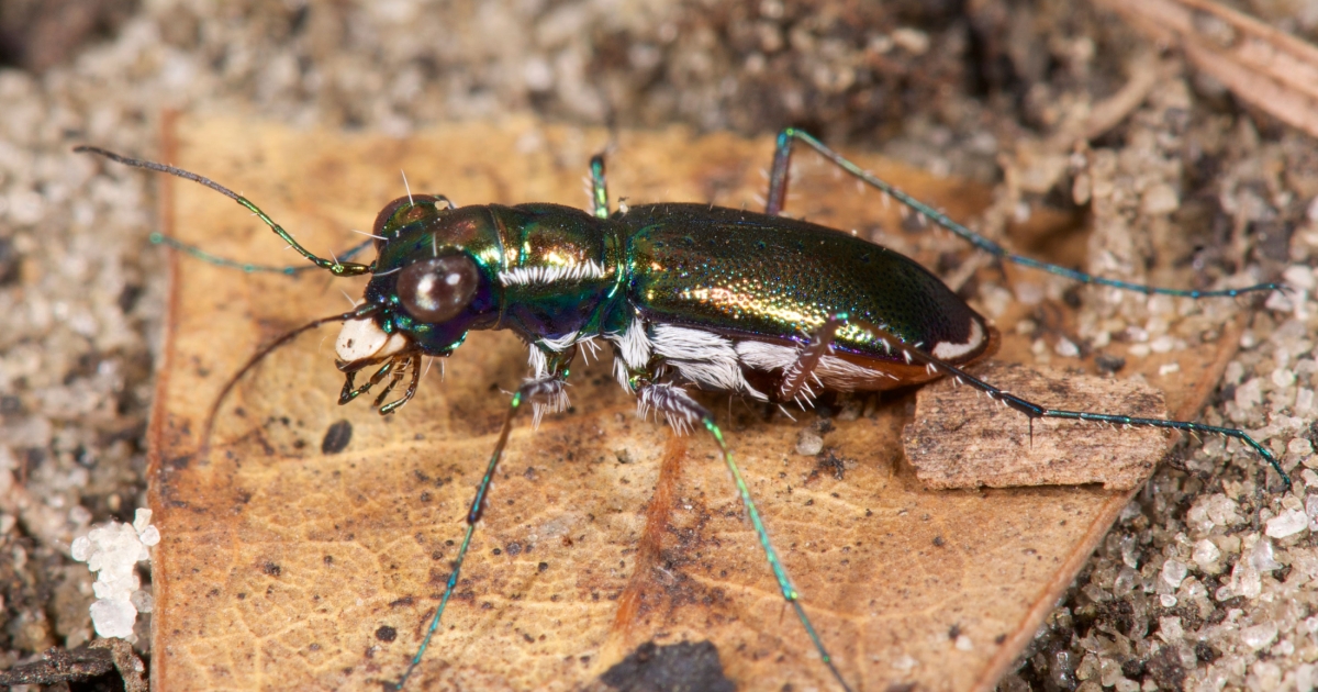 Miami Tiger Beetle | U.S. Fish & Wildlife Service