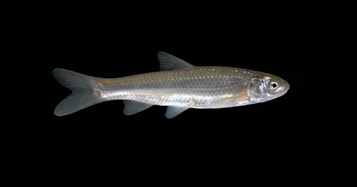 As a sacred minnow nears extinction, Native Americans of Clear