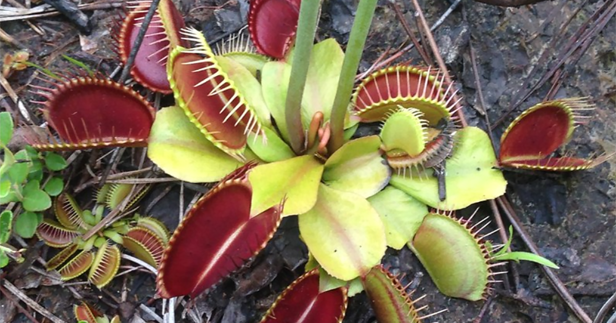 carnivora plant