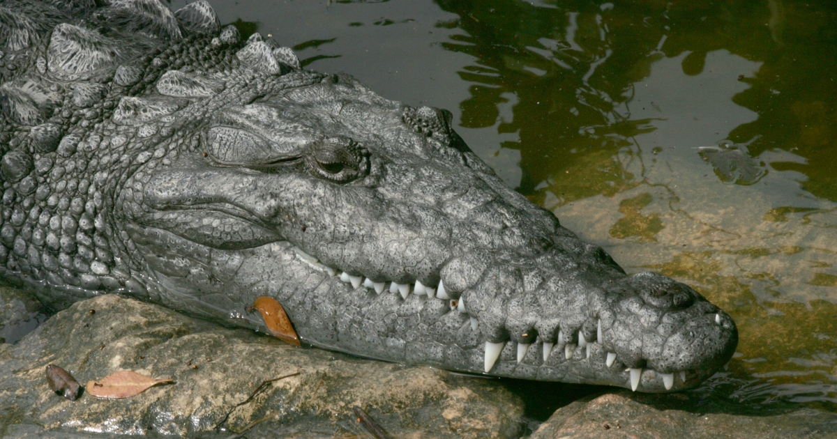 American Alligator Habitat Map