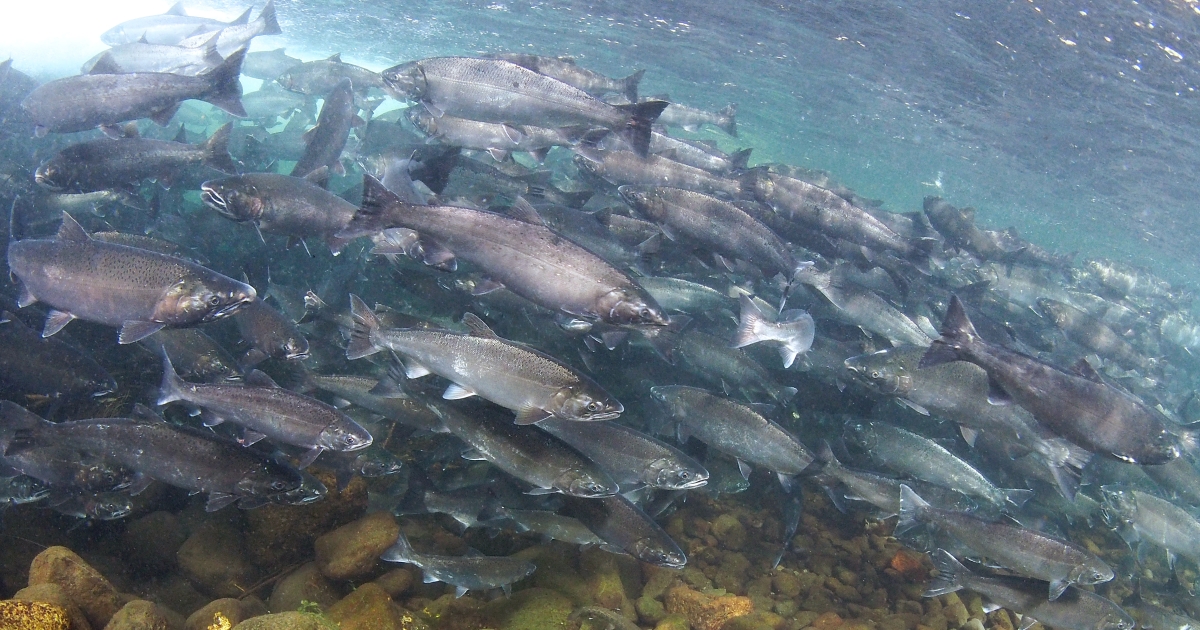 Coho salmon on sale