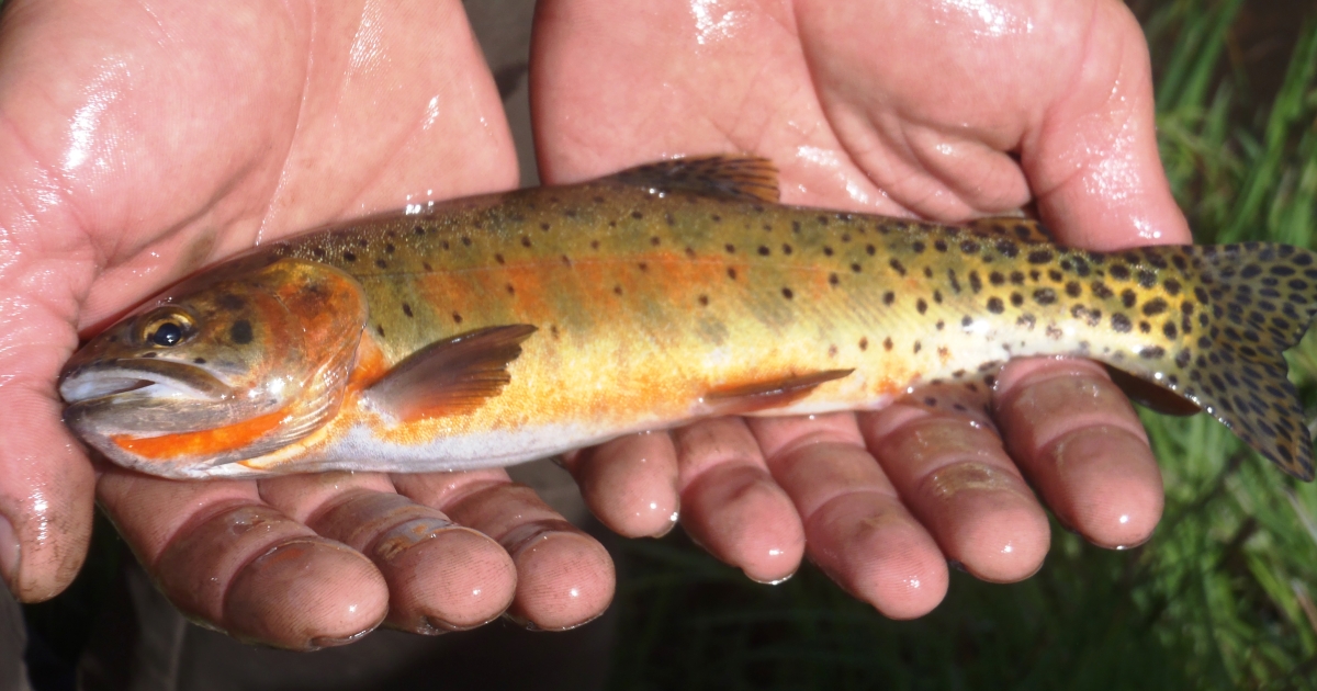 Rio Grande Cutthroat Trout (Oncorhynchus Clarkii Virginalis) | U.S ...