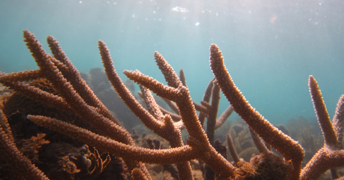 Staghorn Branch Coral - Snorkelverse