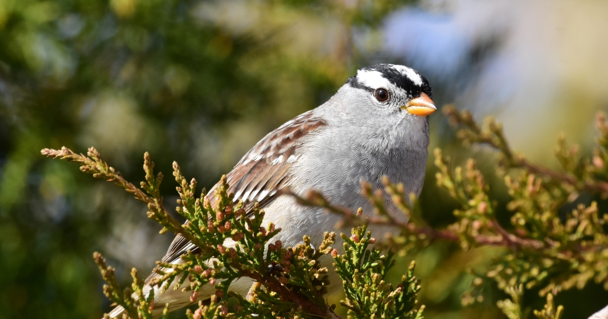 White-crowned Sparrow (Zonotrichia Leucophrys) | U.S. Fish & Wildlife ...