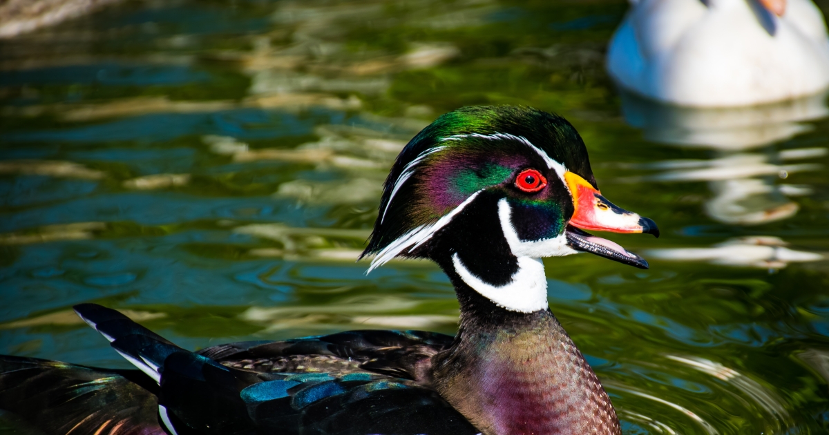Five fast facts about ornate wood ducks  Forest Preserve District of Will  County