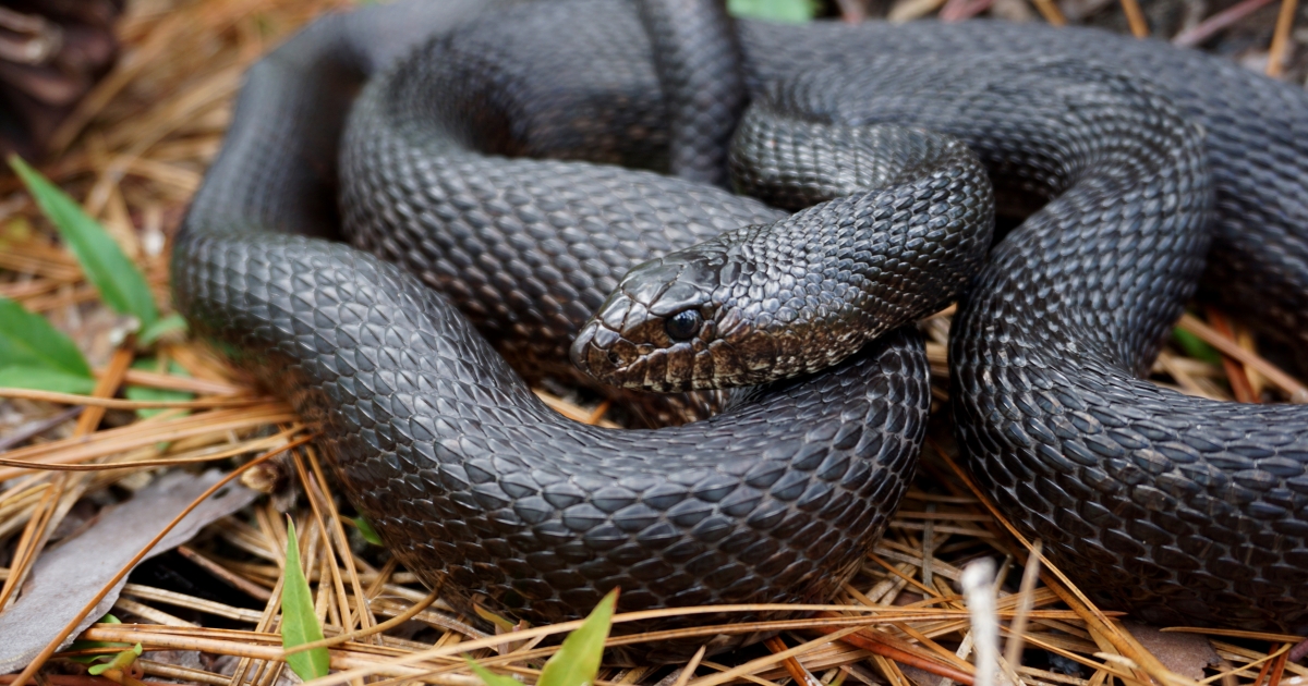 Final Recovery Plan For Threatened Black Pinesnake Now Available | U.S ...