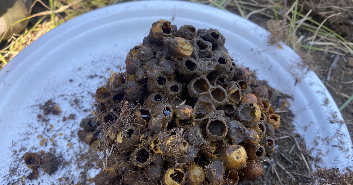 Bumblebee nests - Bumblebee Conservation Trust