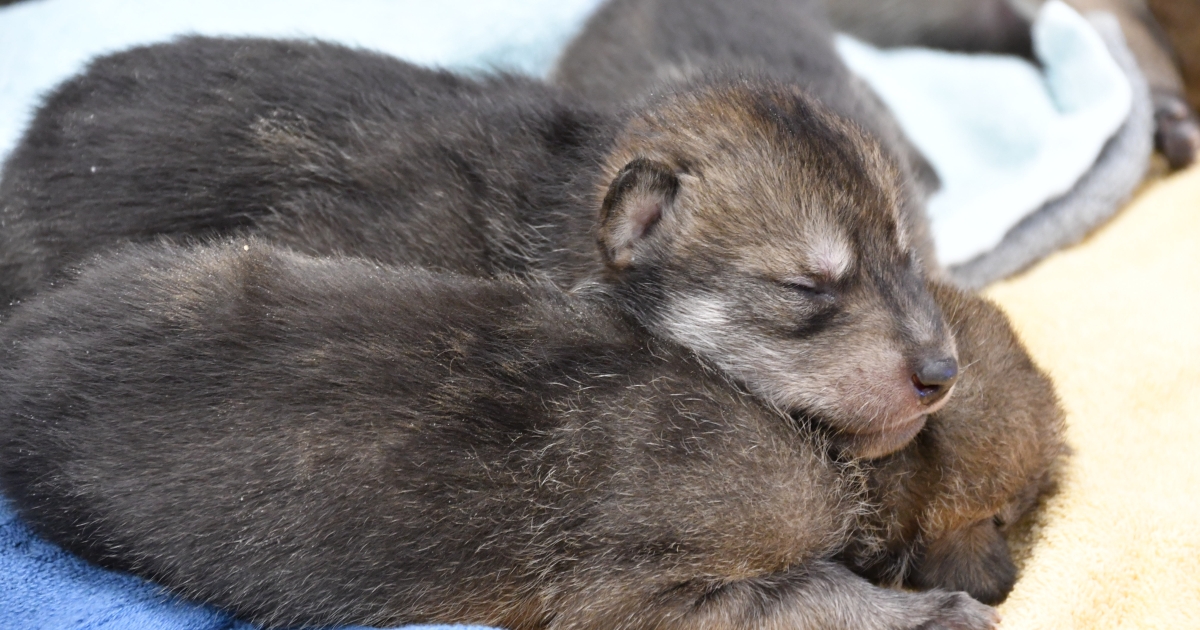 newborn gray wolf pups