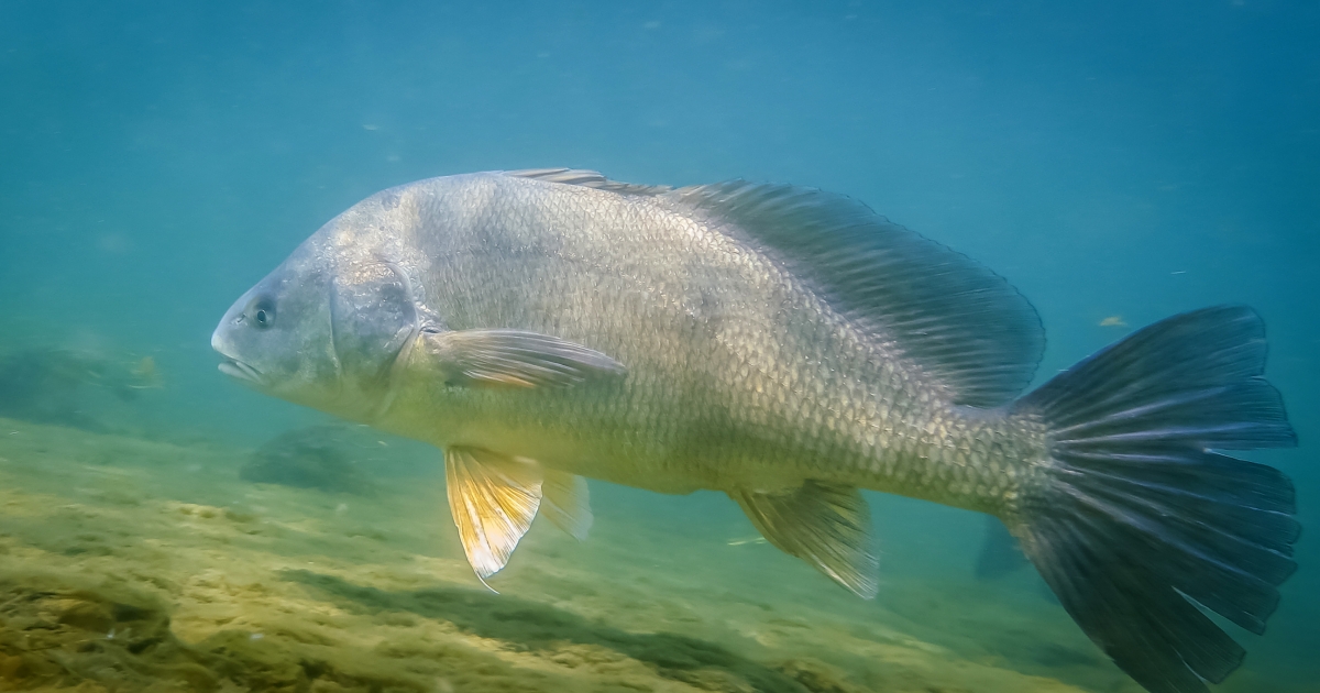 Freshwater Drum: The Great GruntingFreshwater Drum: The Great Grunting  