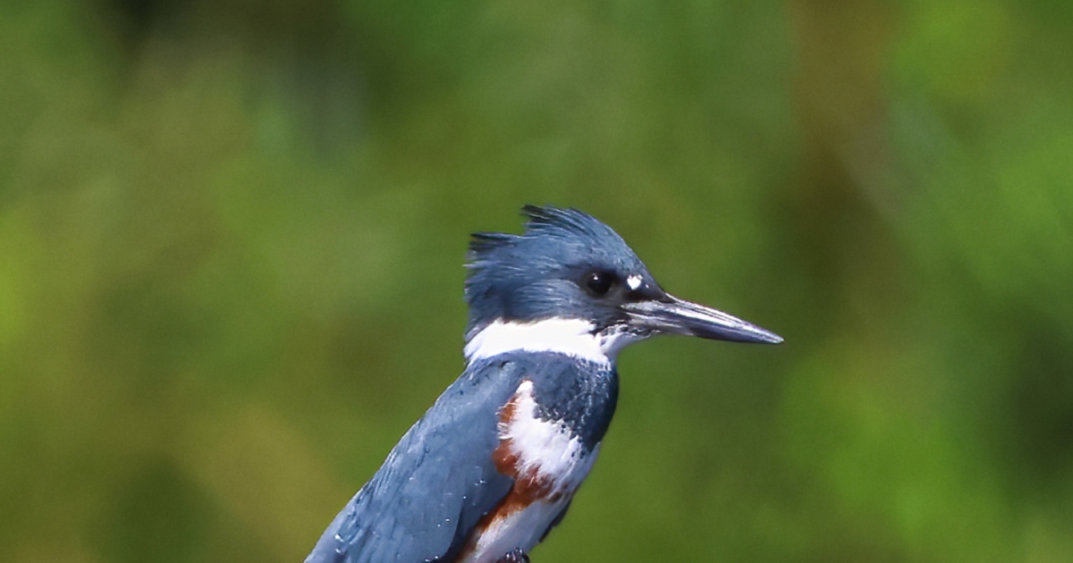 Nature Journal: The belted kingfisher is a graceful fisher