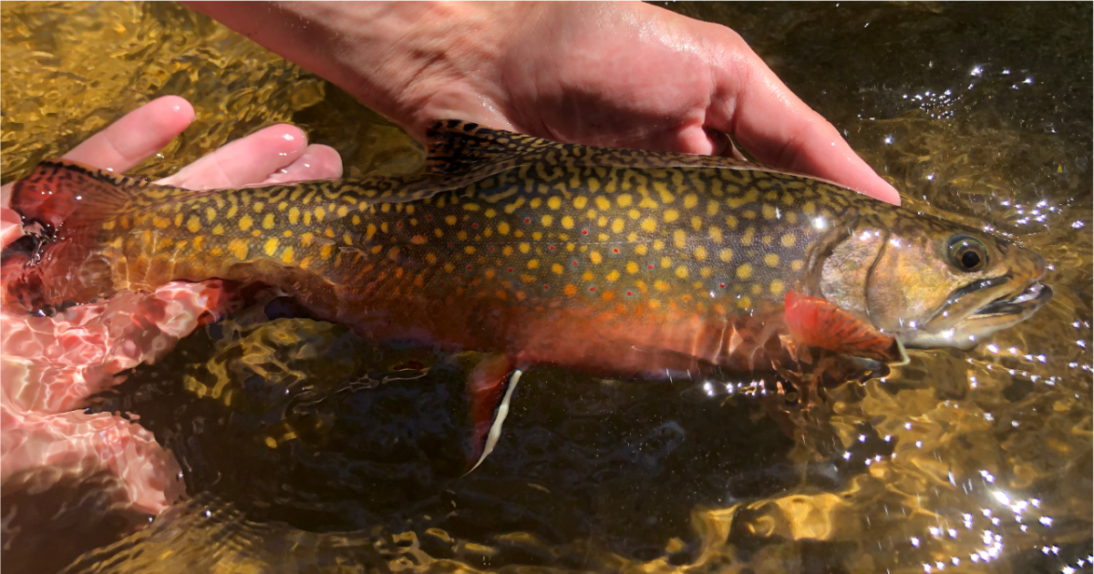 Monitoring Brook Trout | U.S. Fish & Wildlife Service