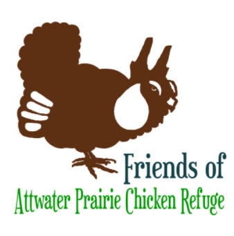 drawn brown attwater prairie chicken