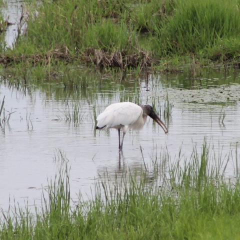 shallow body of water with a crane standing in water