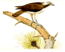 brown bird perched on tree branch
