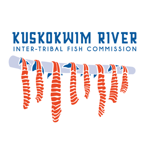 An illustration of eight salmon fillets with tails hang from a stick. Text: Kuskokwim River Inter-Tribal Fish Commission.