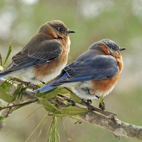 WEC442/UW487: Wildlife of Florida Fact Sheet: Eastern Bluebird