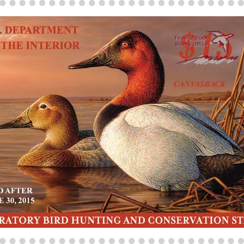 Federal Duck Stamp Gallery U.S. Fish Wildlife Service