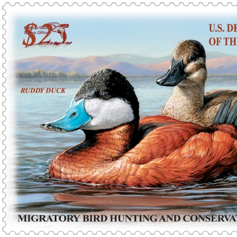 Federal Duck Stamp Gallery U.S. Fish Wildlife Service