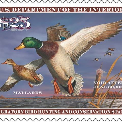 Federal Duck Stamp Gallery U.S. Fish Wildlife Service