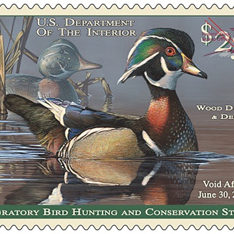 Federal Duck Stamp Gallery | U.S. Fish & Wildlife Service