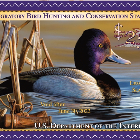 Federal Duck Stamp Gallery U.S. Fish Wildlife Service