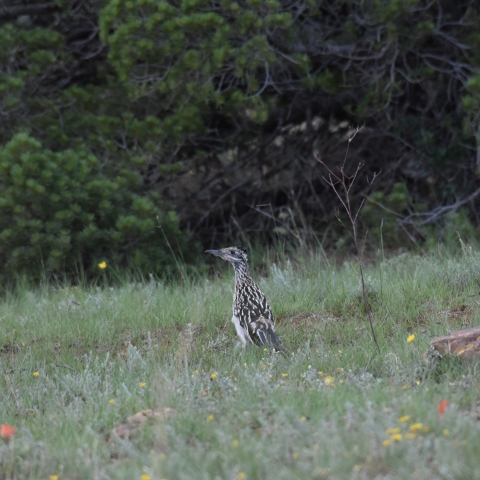 Red Cliffs Desert Reserve » Greater Roadrunner (Geococcyx