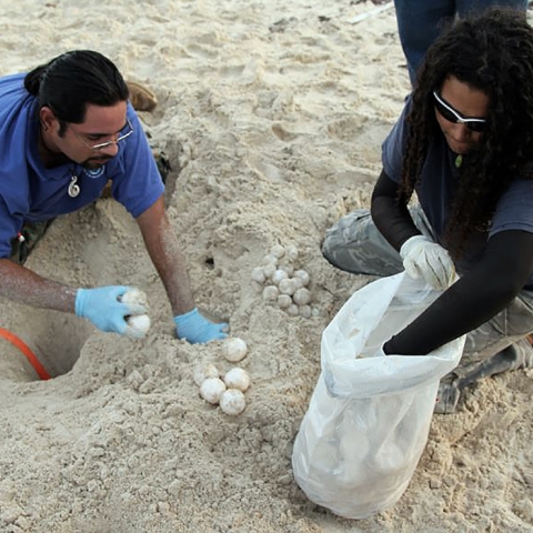 Sea Turtles Program Volunteers