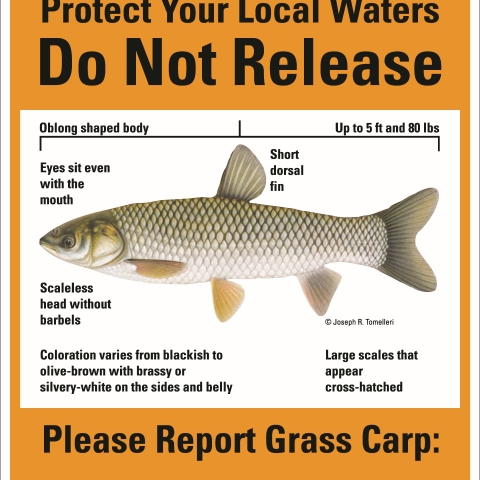 Fish Facts: Grass carp (Ctenopharyngodon idella) - Orvis News