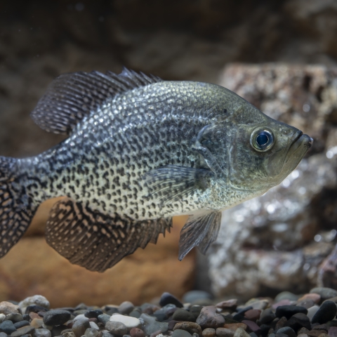 All Fishing Buy, All about Black Crappie fish, Habitats, Fishing