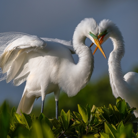 Great Egret - Ardea alba - NatureWorks