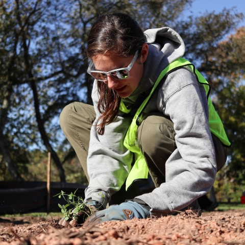 Biologist kneeling down planting a plant