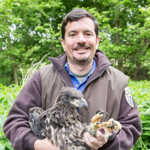 Gib banding bald eagles