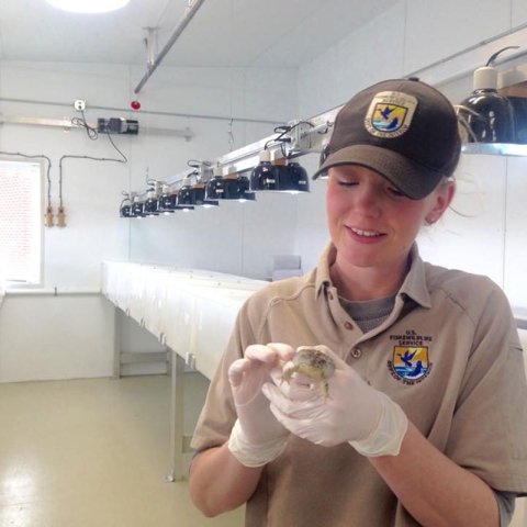 Ana using a PIT tag to track Wyoming toads