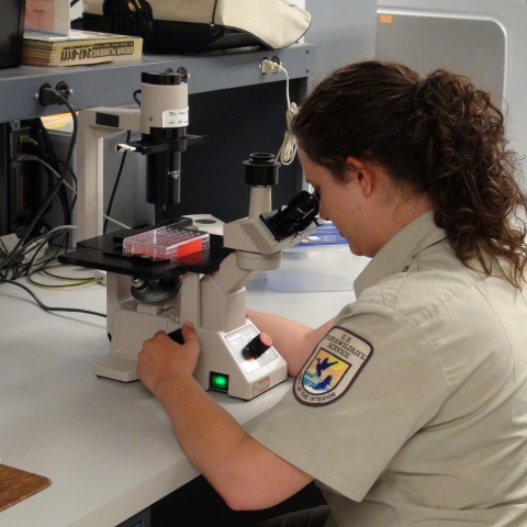 Woman looking into a microscope.