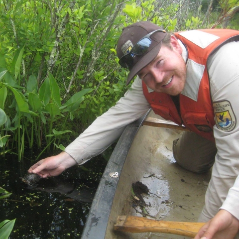 Jared Green releasing a Blanding's turtle headstart at Assabet River National Wildlife Refuge