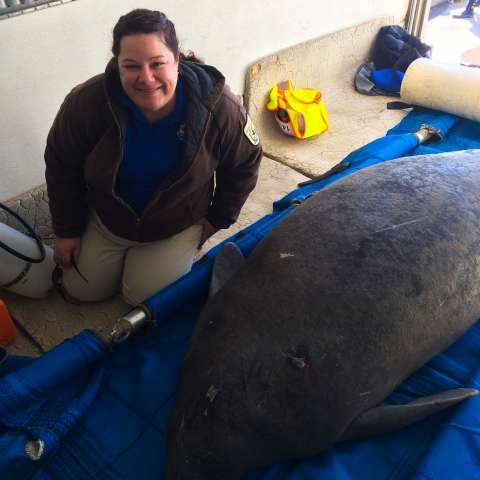 Melanie sitting on the floor next to a rescued manatee