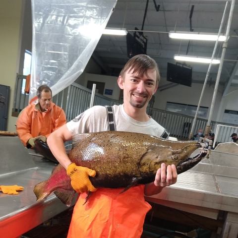 Biologist Alex Jones holding a large fish at Coleman Hatchery