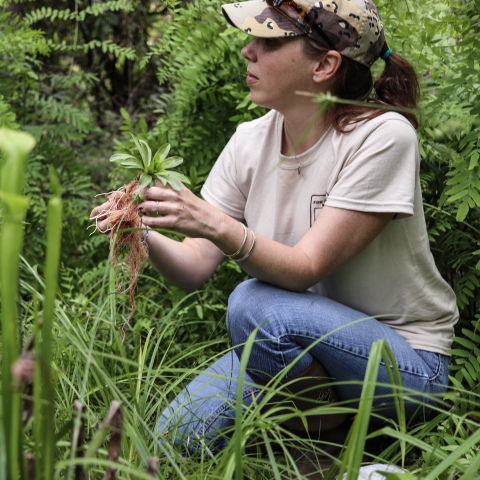 Female biologist kneeling among pitcher plants, holding swamp pink