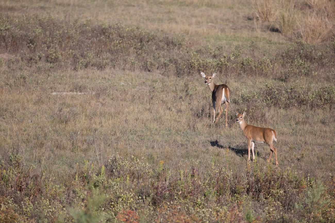 White Tail Deer | FWS.gov