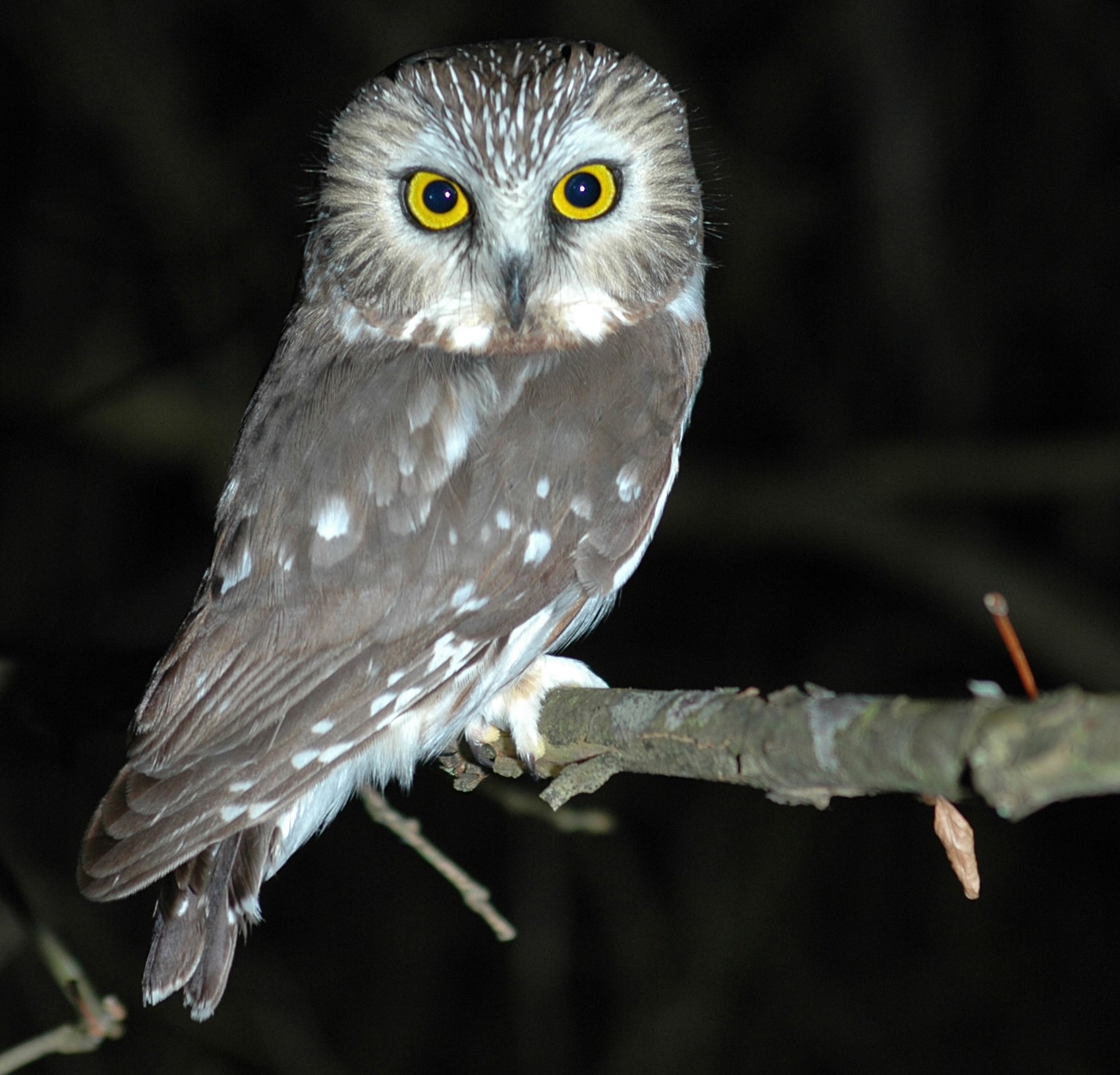 Northern Saw Whet Owl at Big Oaks National Wildlife Refuge | FWS 