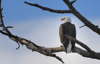 A bald eagle sitting on a branch.