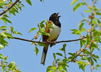 An eastern towhee singing